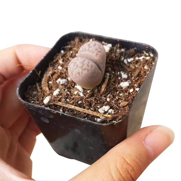 Lithops Living Stones