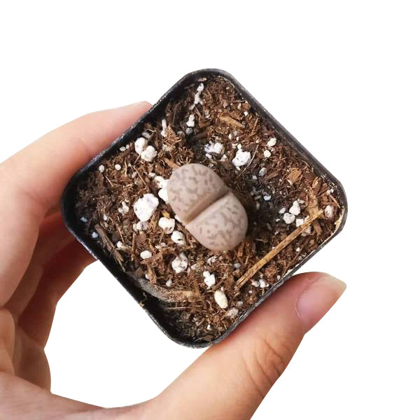 Lithops Living Stones