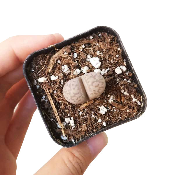 Lithops Living Stones