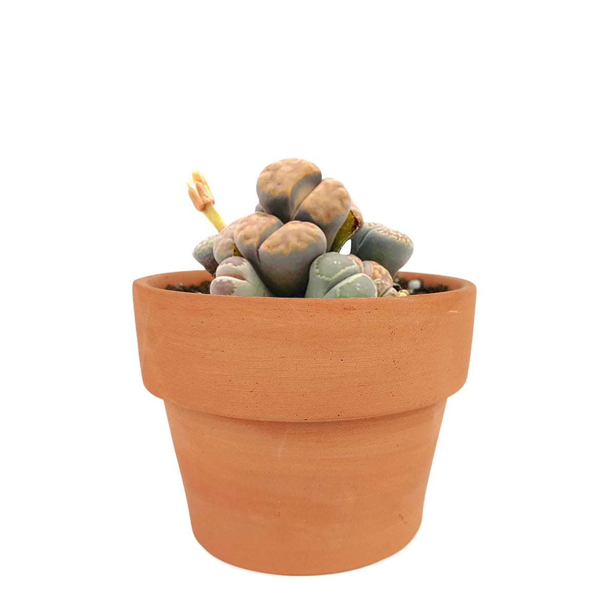 Lithops Living Stones