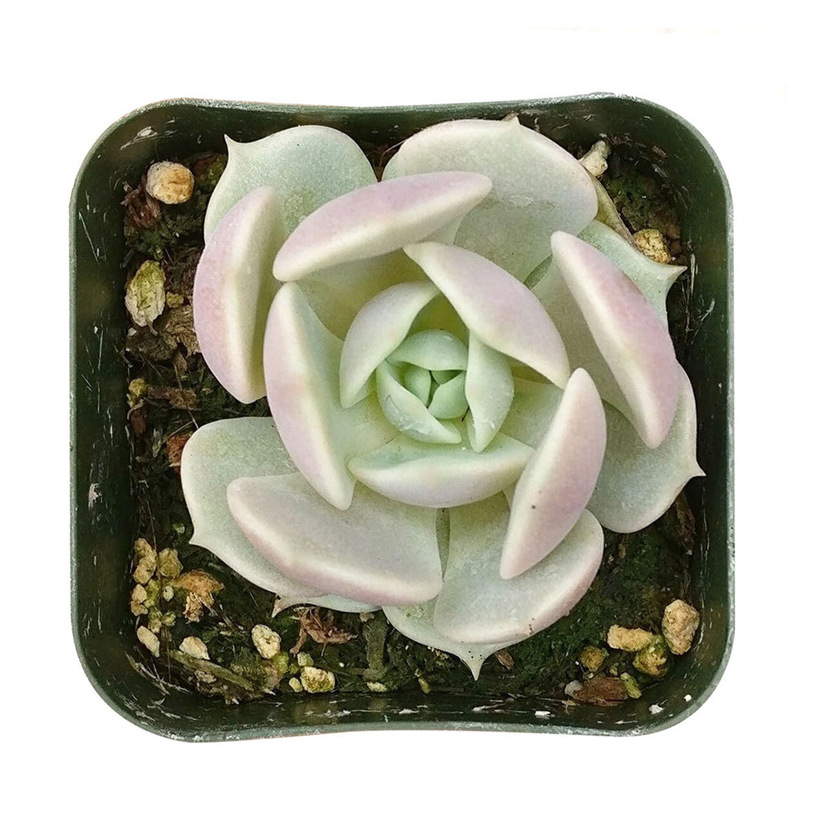 Echeveria Lola Succulent