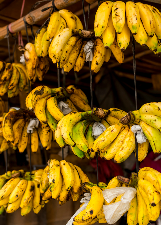 Banana 'Lacatan' (Musa acuminata)