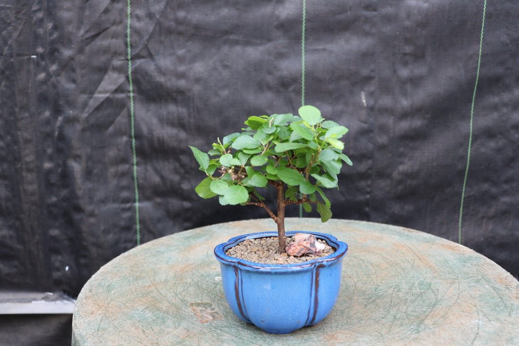 lavender star bonsai tree Lavender Star Flower Bonsai Tree (Small) – Lovehopegrow