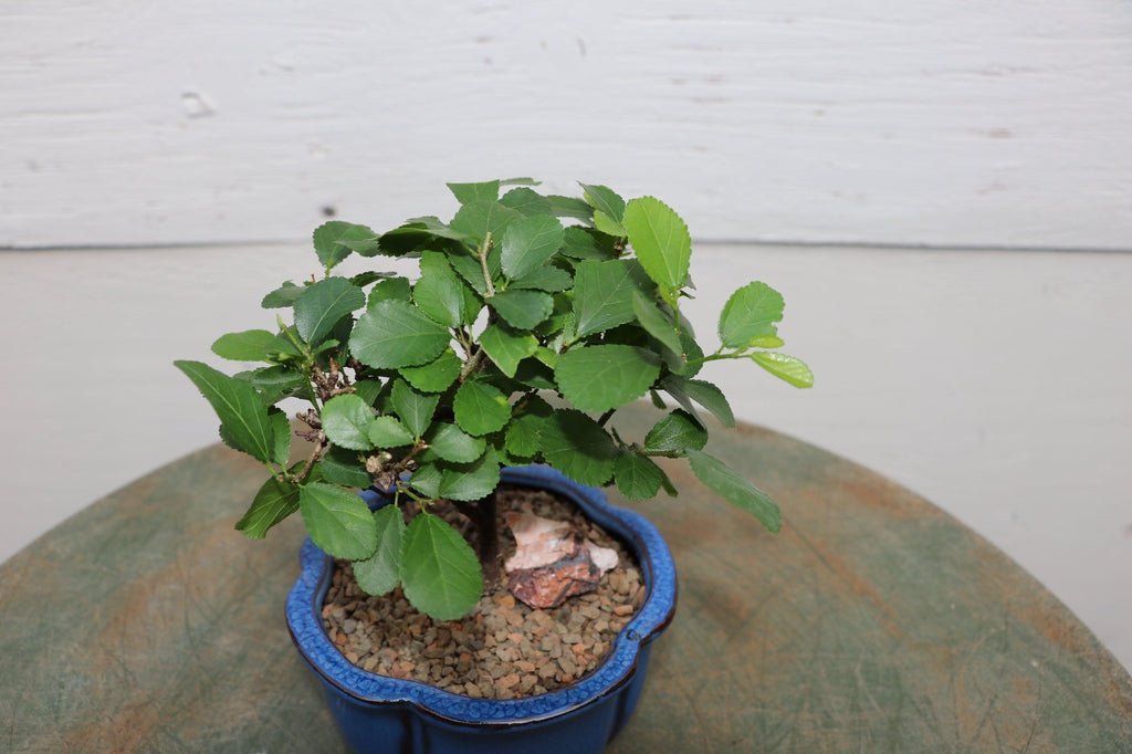 lavender star flower bonsai tree Lavender Star Flower Bonsai Tree (Small) – Lovehopegrow
