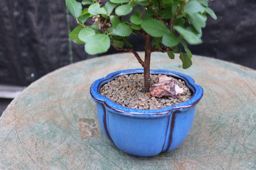 lavender tree bonsai Lavender Star Flower Bonsai Tree (Small) – Lovehopegrow