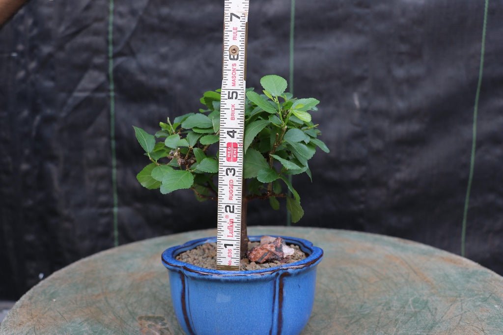 lavender star flower bonsai tree Lavender Star Flower Bonsai Tree (Small) – Lovehopegrow
