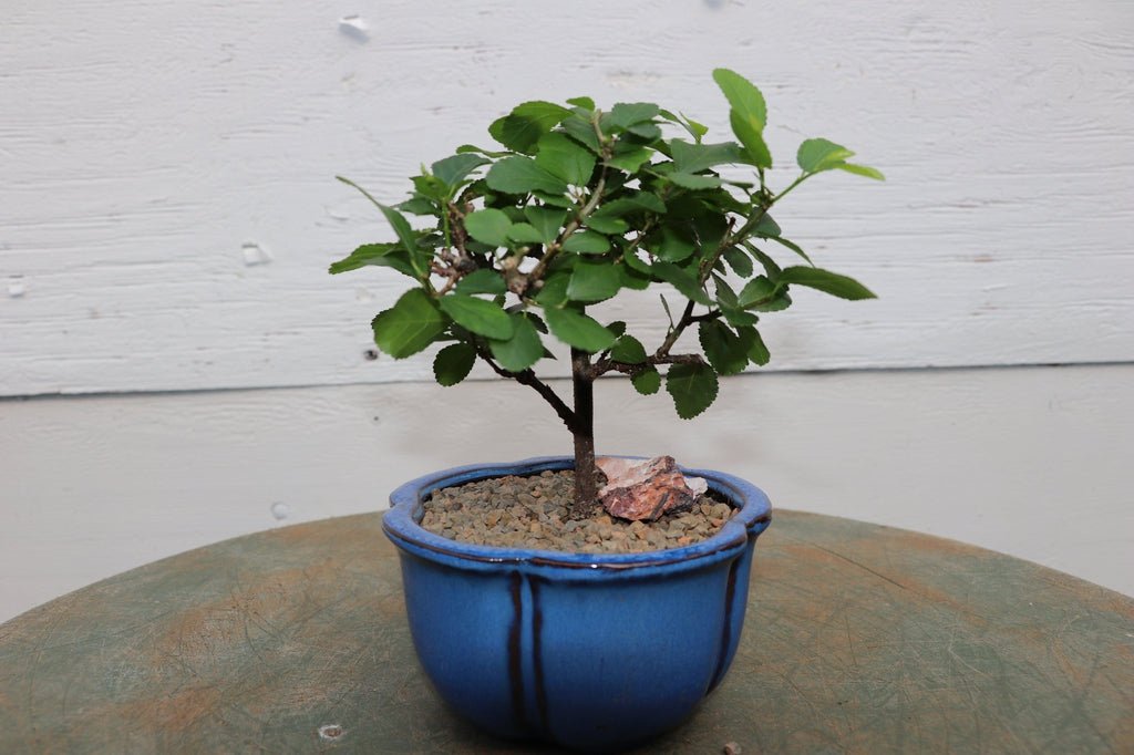 lavender star bonsai tree Lavender Star Flower Bonsai Tree (Small)