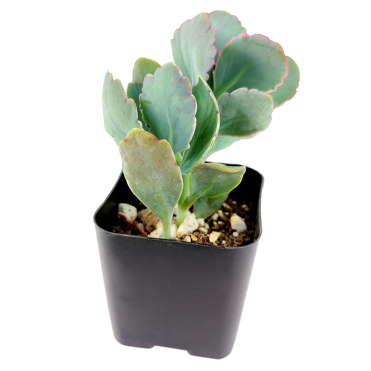 Lavender Scallops Kalanchoe