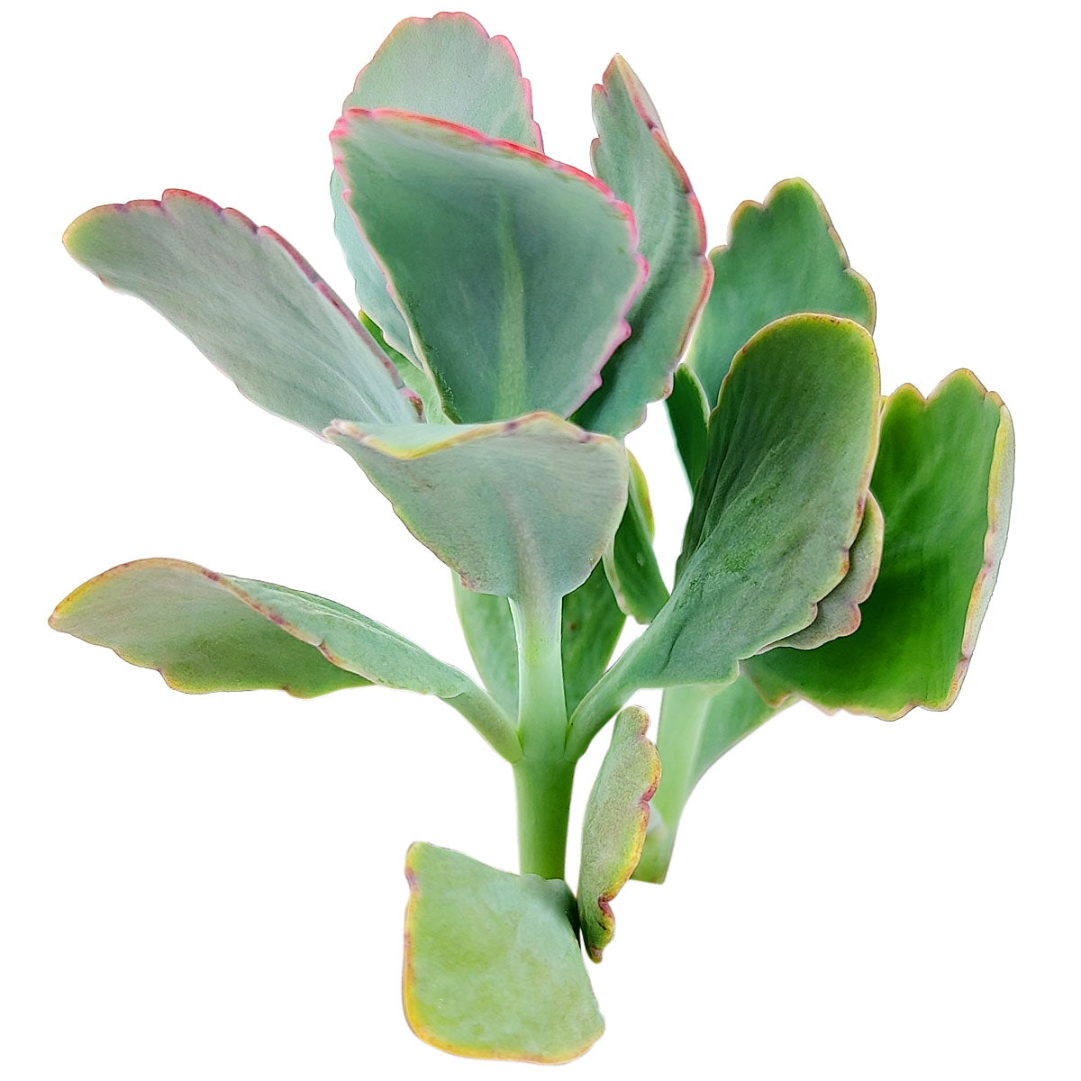 Lavender Scallops Kalanchoe