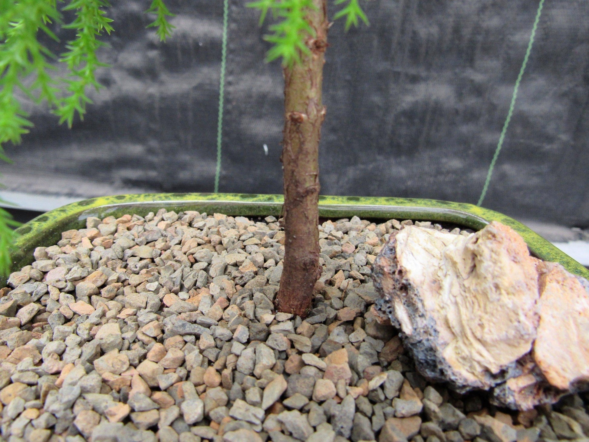 lemon cypress tree bonsai Lemon Cypress Bonsai Tree – Lovehopegrow
