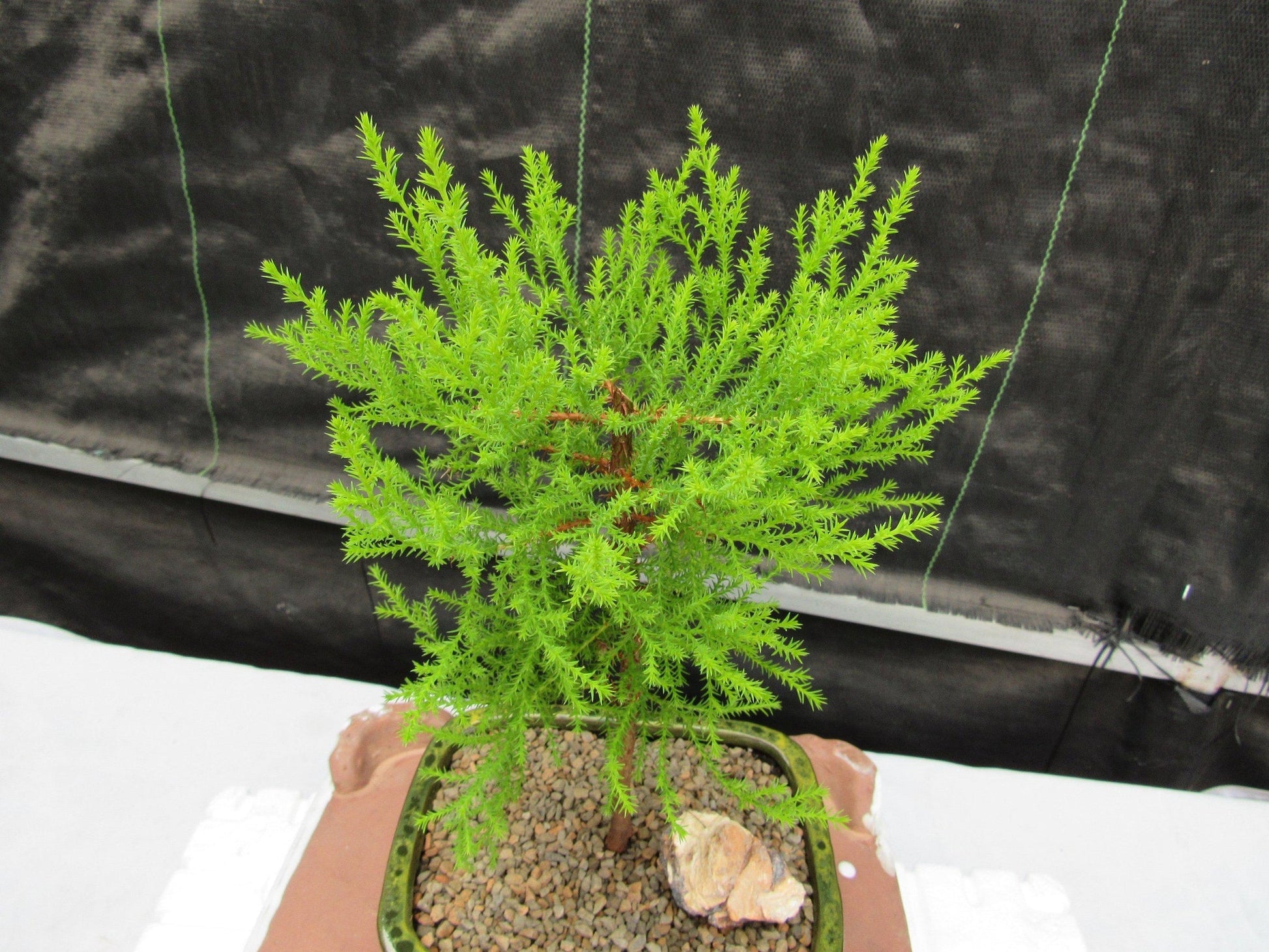 lemon cypress bonsai tree Lemon Cypress Bonsai Tree – Lovehopegrow