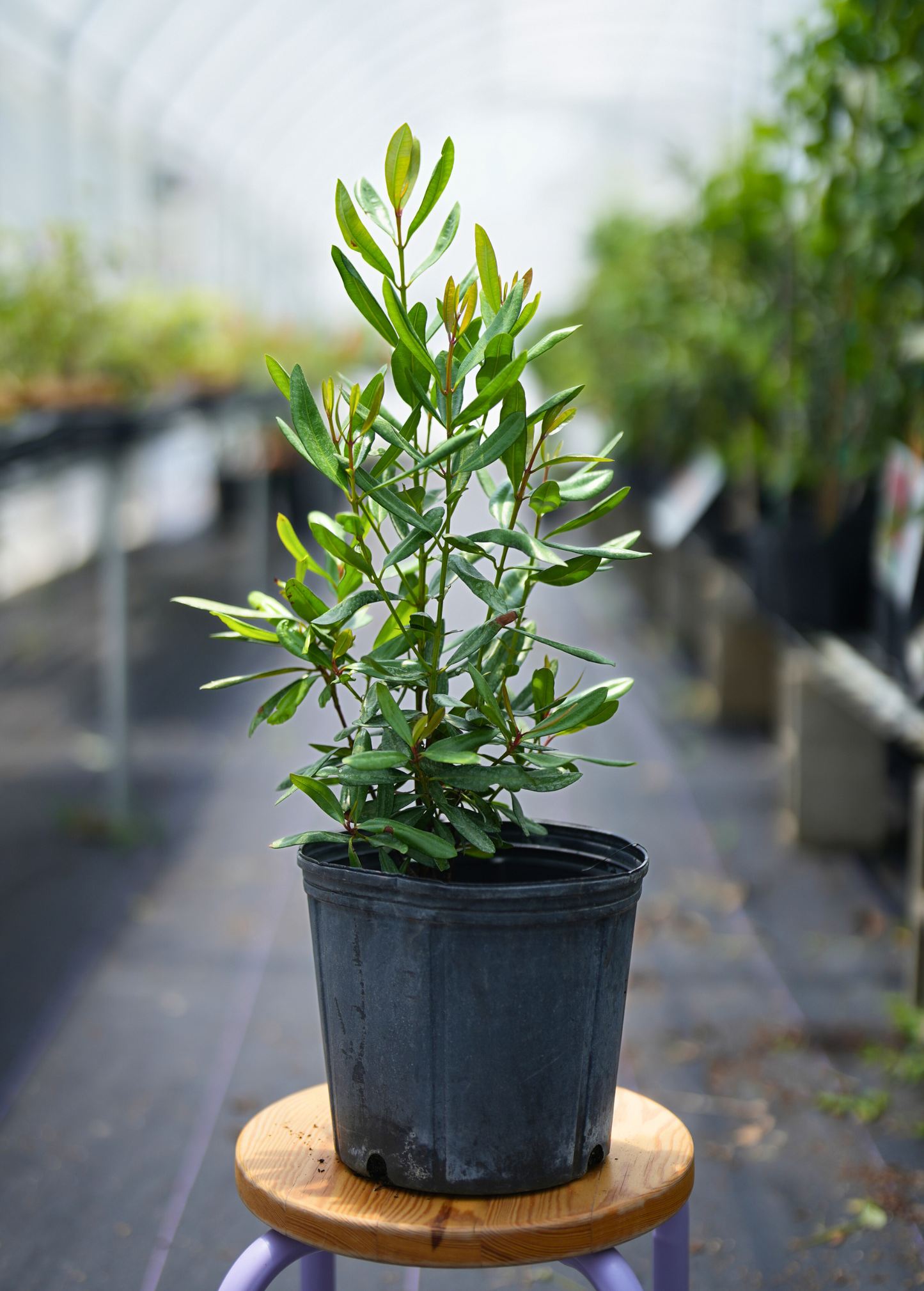 Lemon Bay Rum (Pimenta racemosa var. citrifolia)