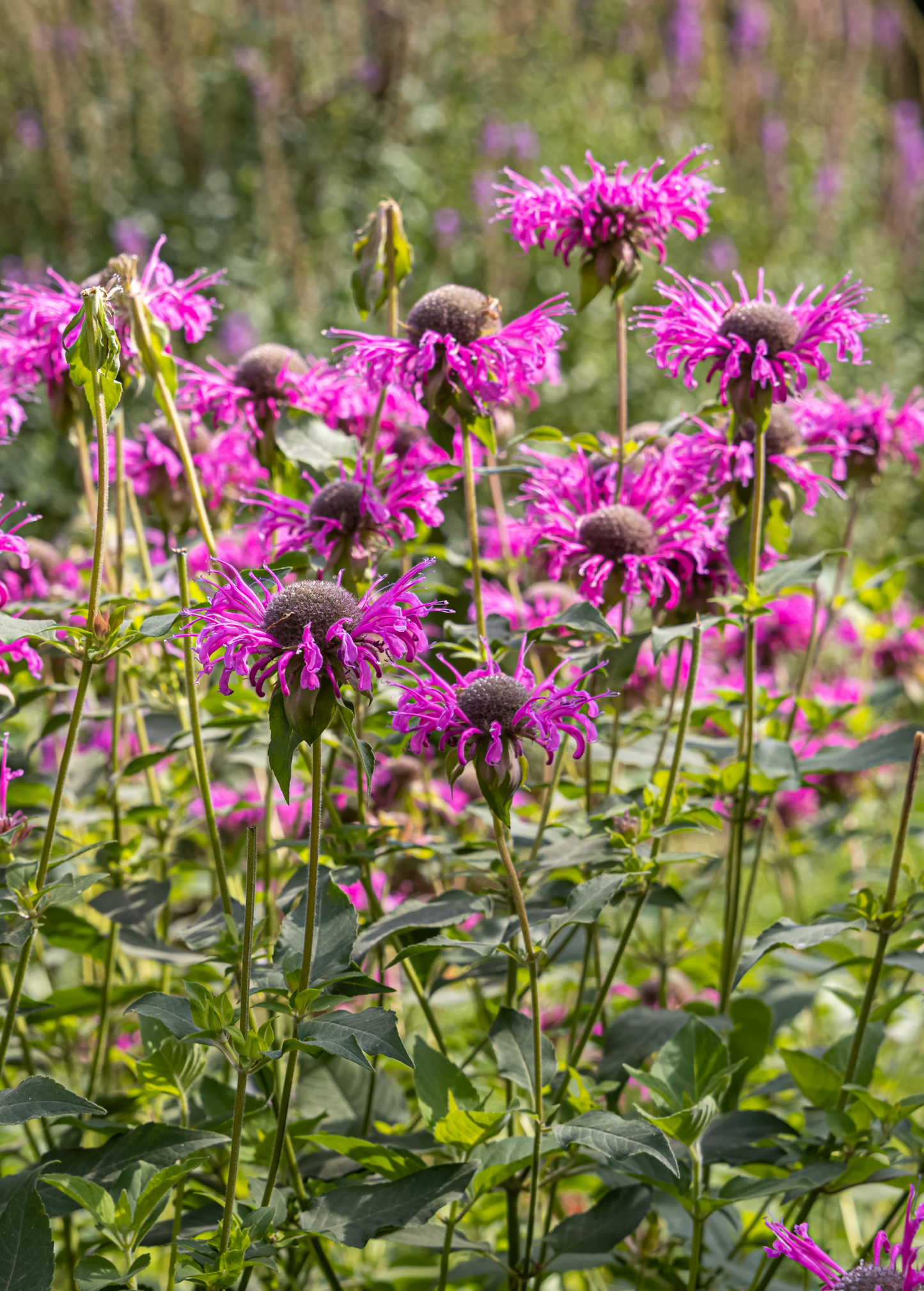 Bergamot, 'Sweet Leaf' (Monarda fistulosa)