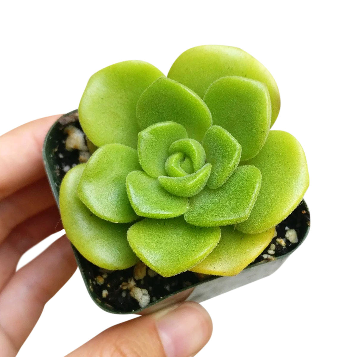 Aeonium Lily Pad Rosettes