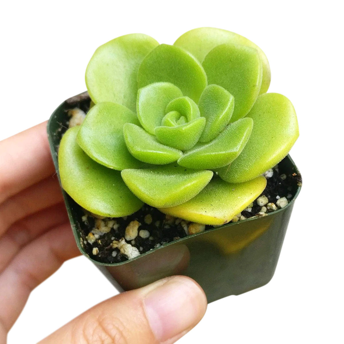 Aeonium Lily Pad Rosettes