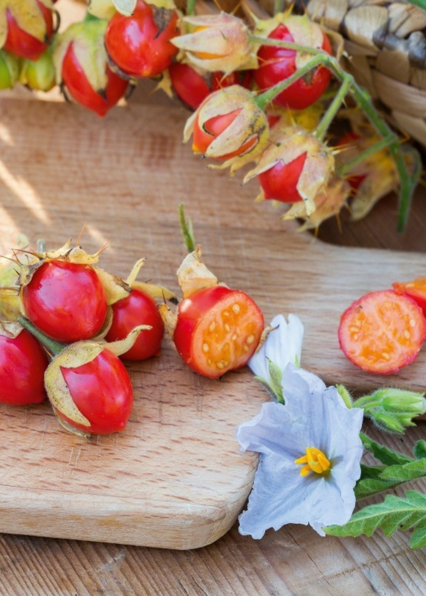 Litchi Tomato (Solanum sisymbriifolium)