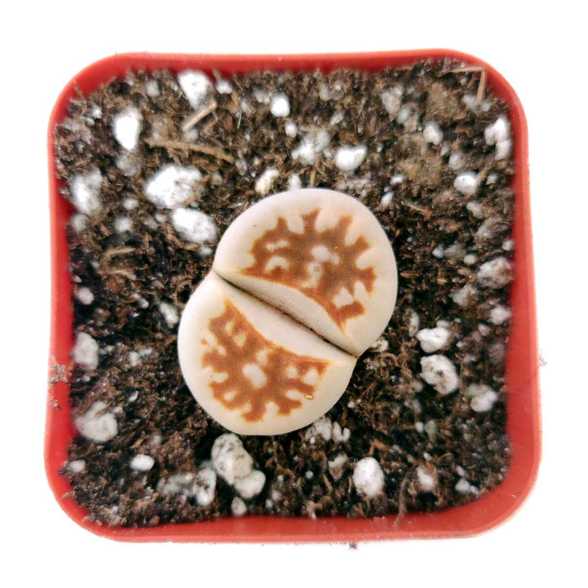 Lithops Living Stones