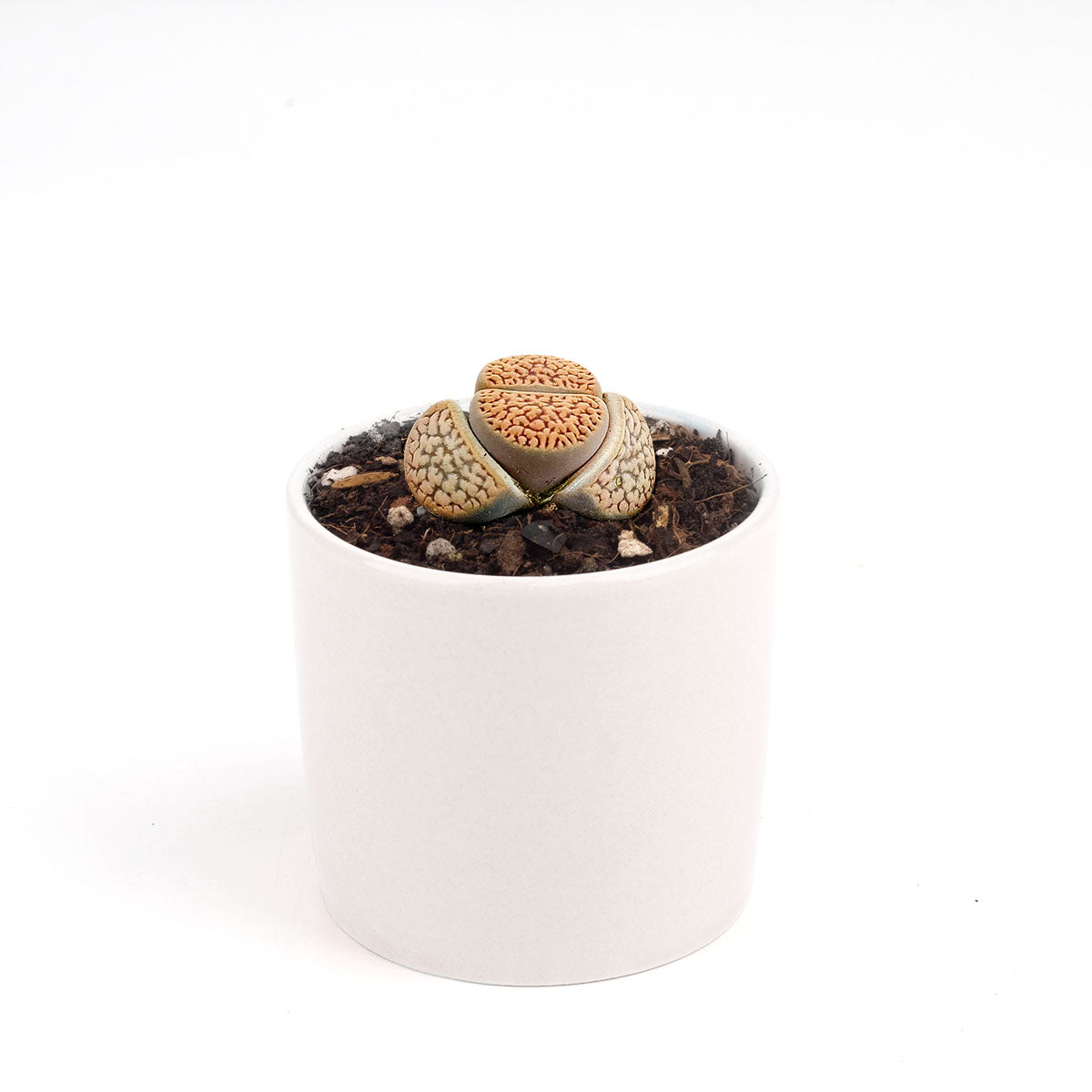 Lithops Living Stones