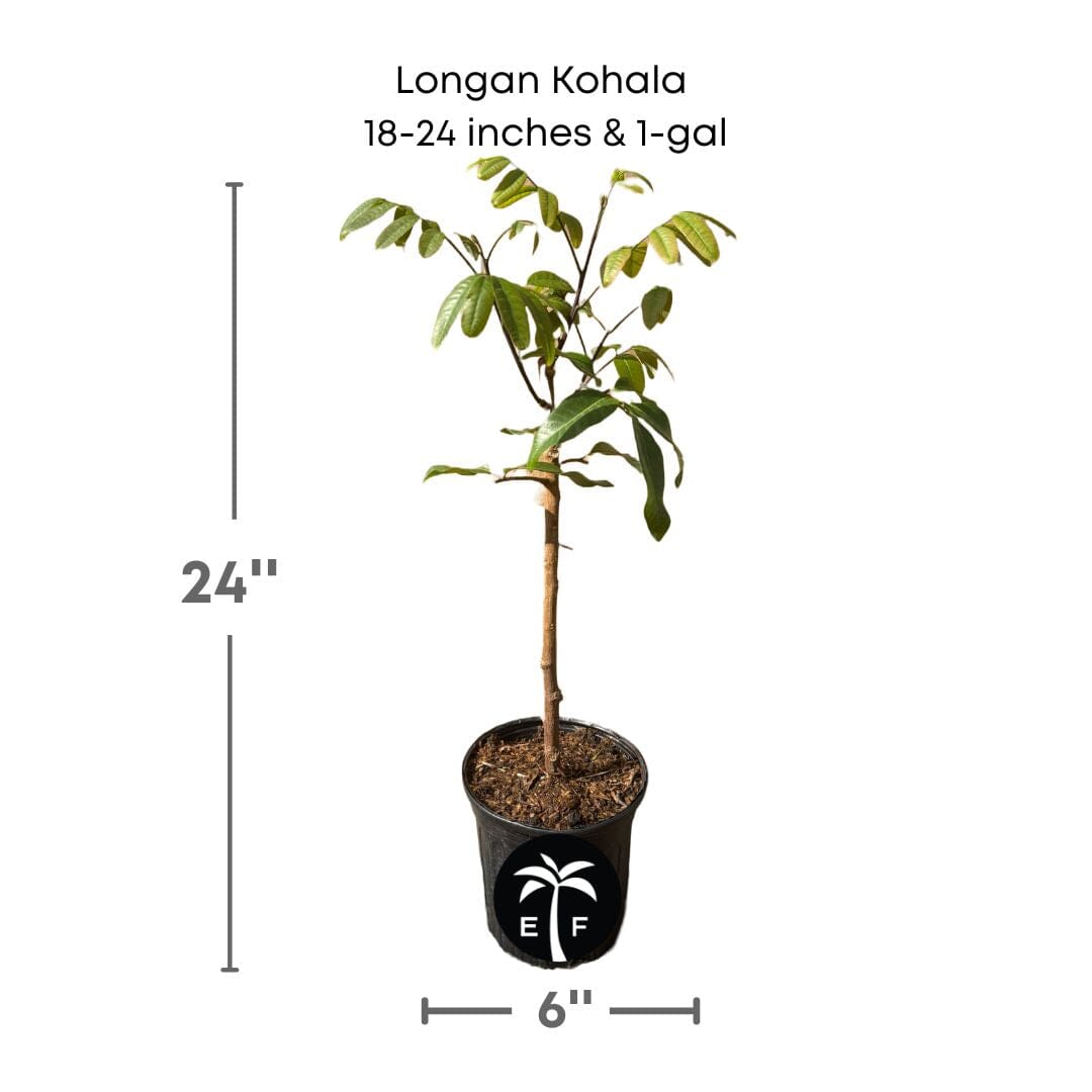 Longan Kohala Tree, Air-Layered