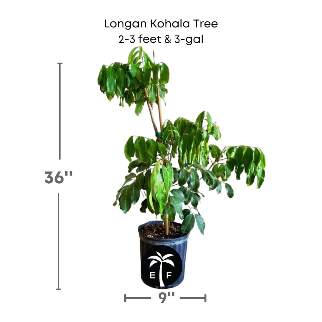 Longan Kohala Tree, Air-Layered