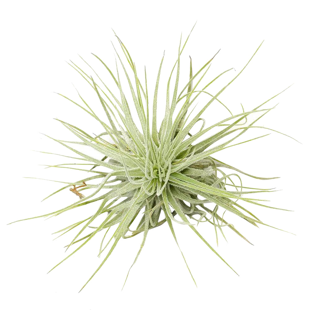 Ionantha Guatemala