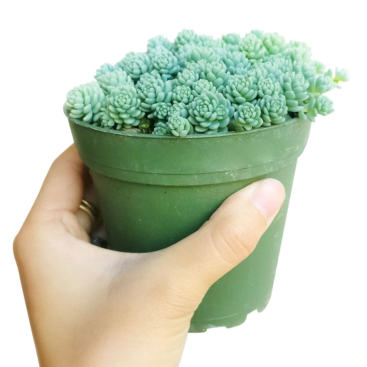 Sedum Major Succulent