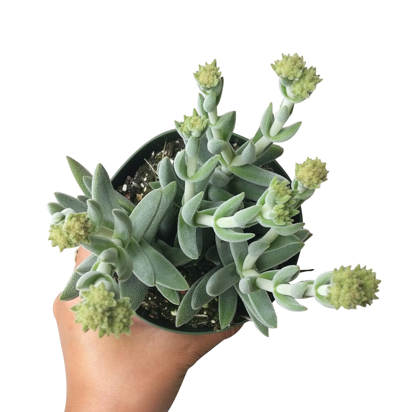 Crassula Mesembryanthemoides