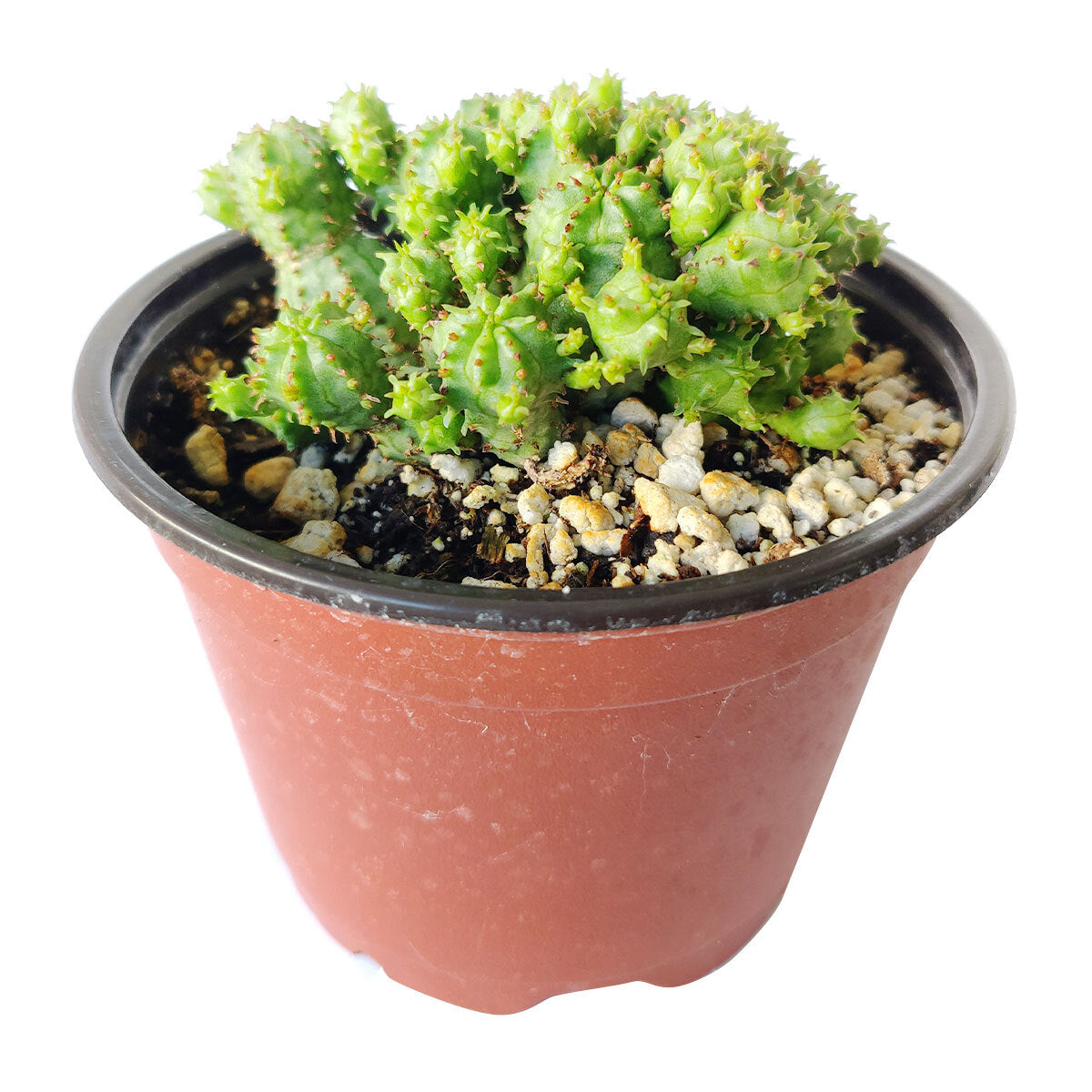 Euphorbia Monstrose Cactus