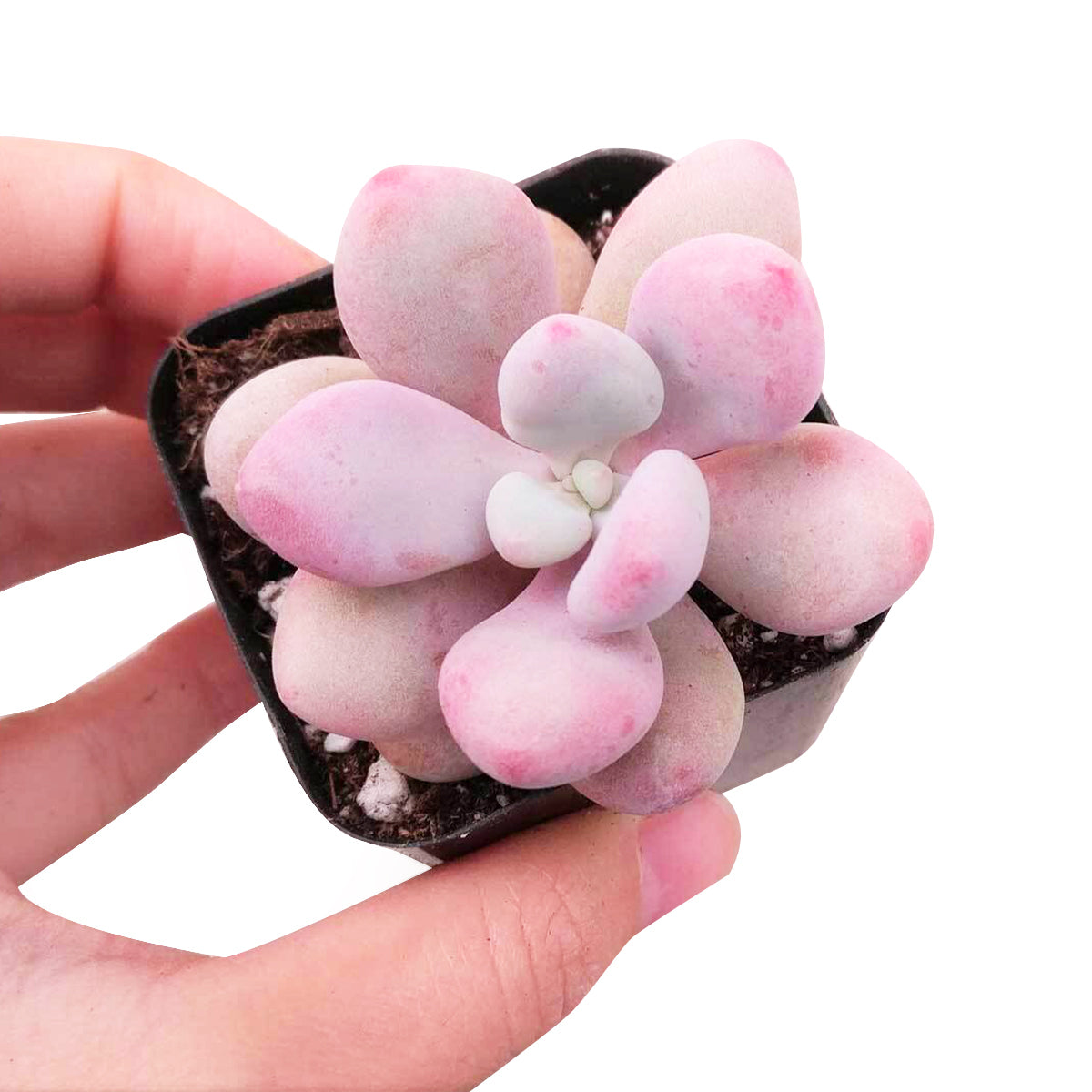 Moonstones Pachyphytum