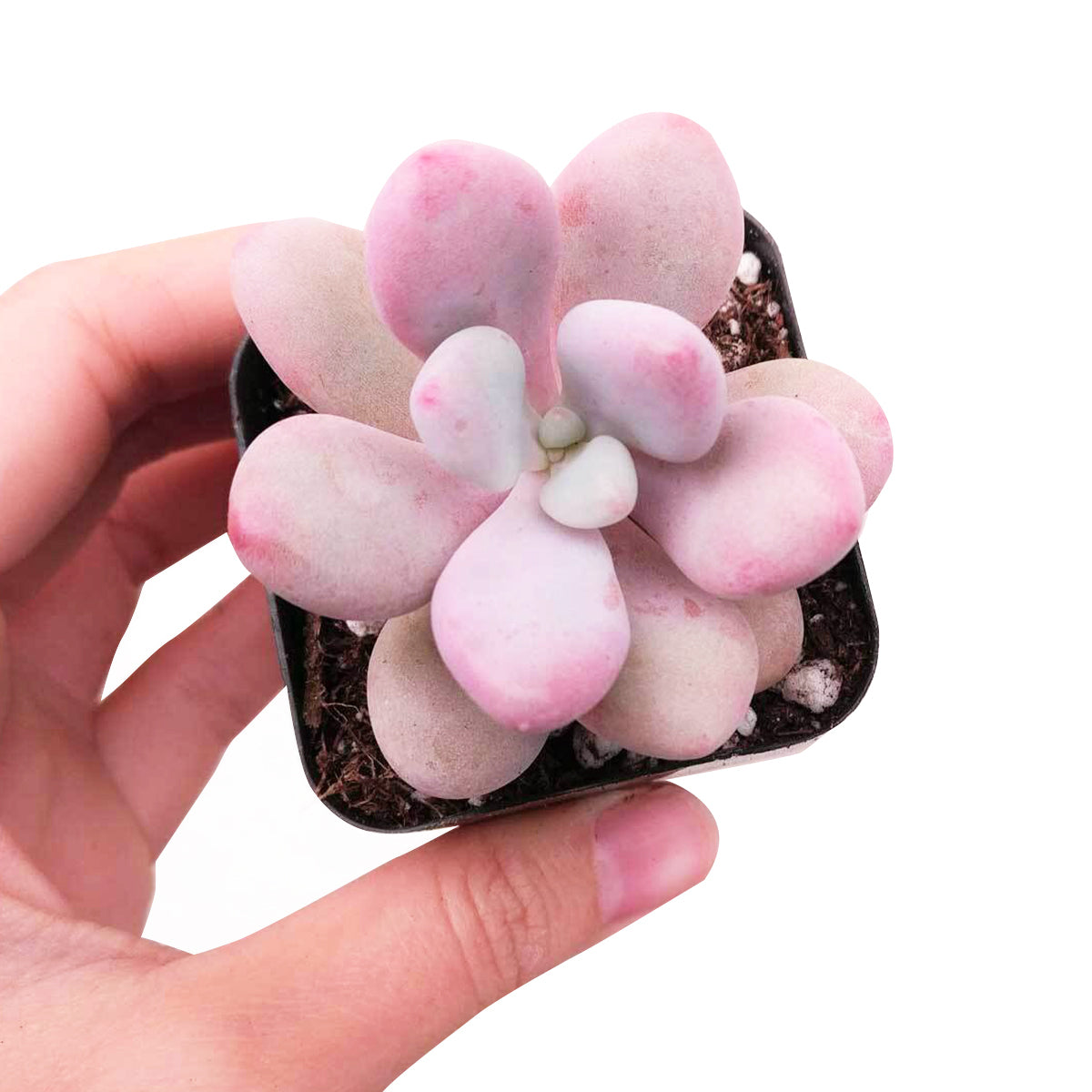 Moonstones Pachyphytum