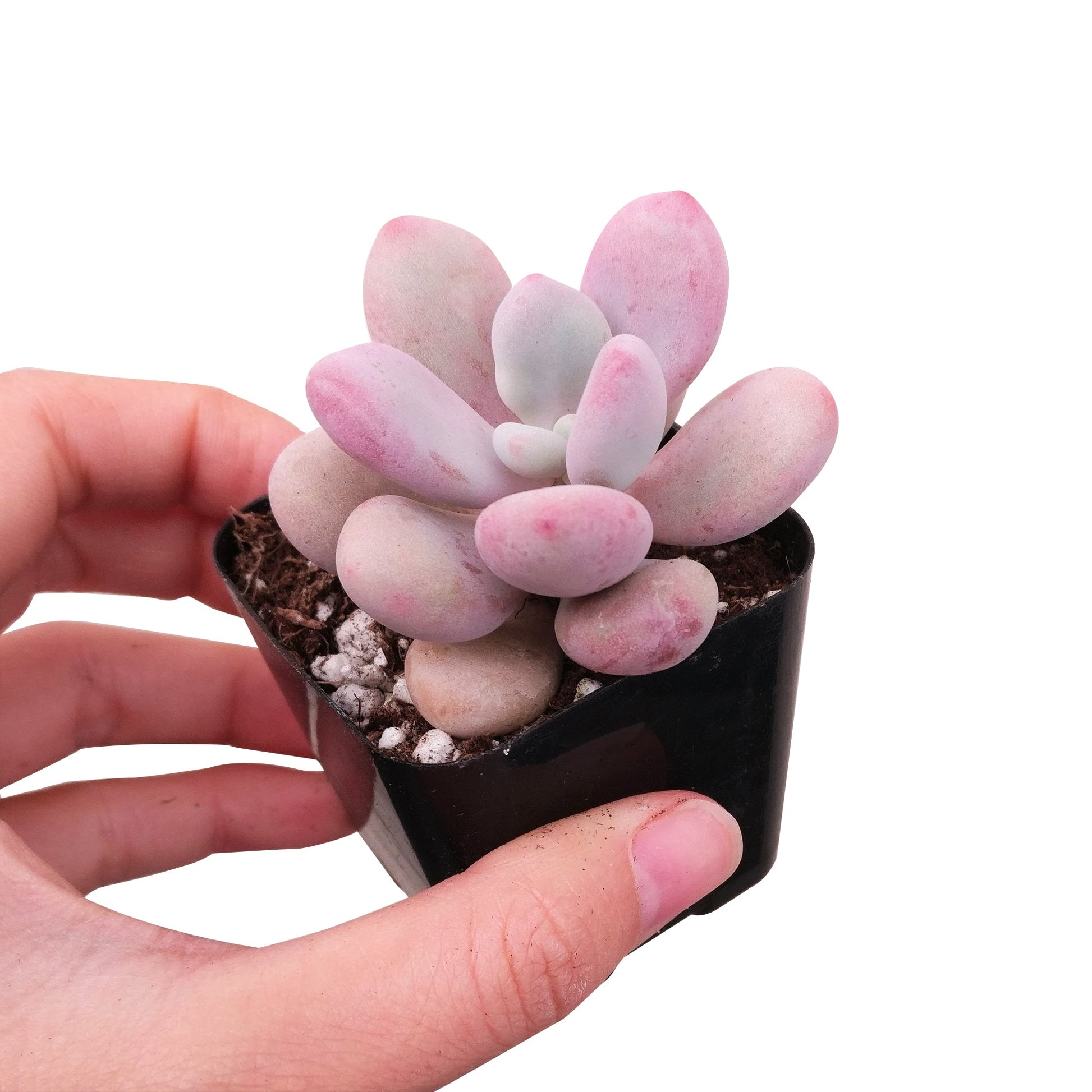 moonstone succulents Buy Moonstones Pachyphytum: A RARE Pink Succulent Gem 2 inch / White Modern Pot by Succulents Box