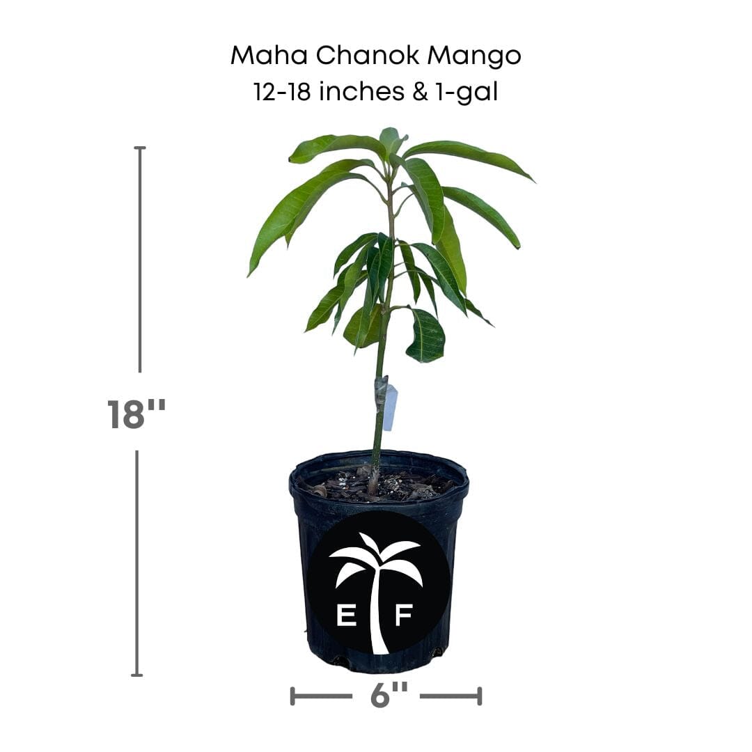 Maha Chanok Mango Tree, Grafted