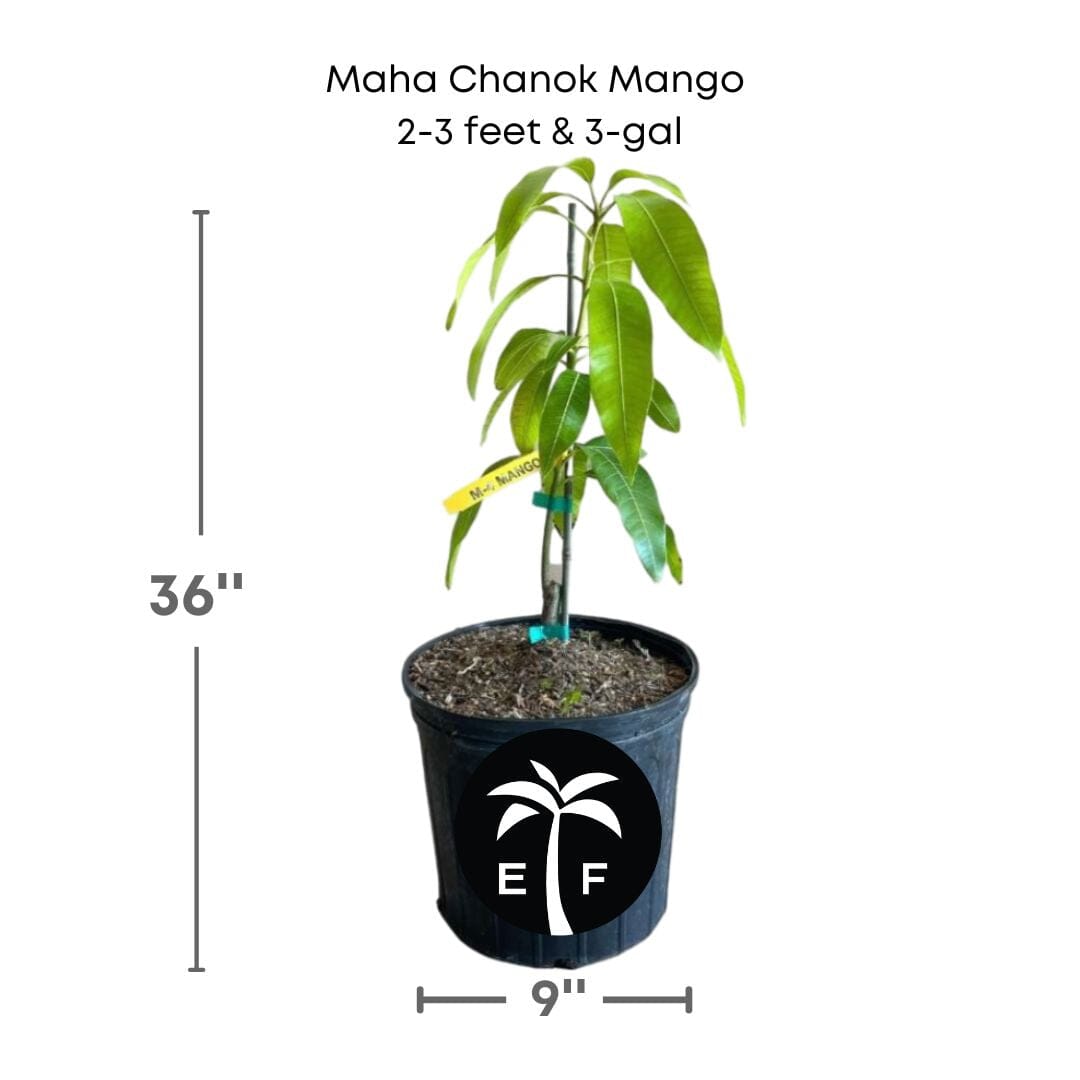 Maha Chanok Mango Tree, Grafted