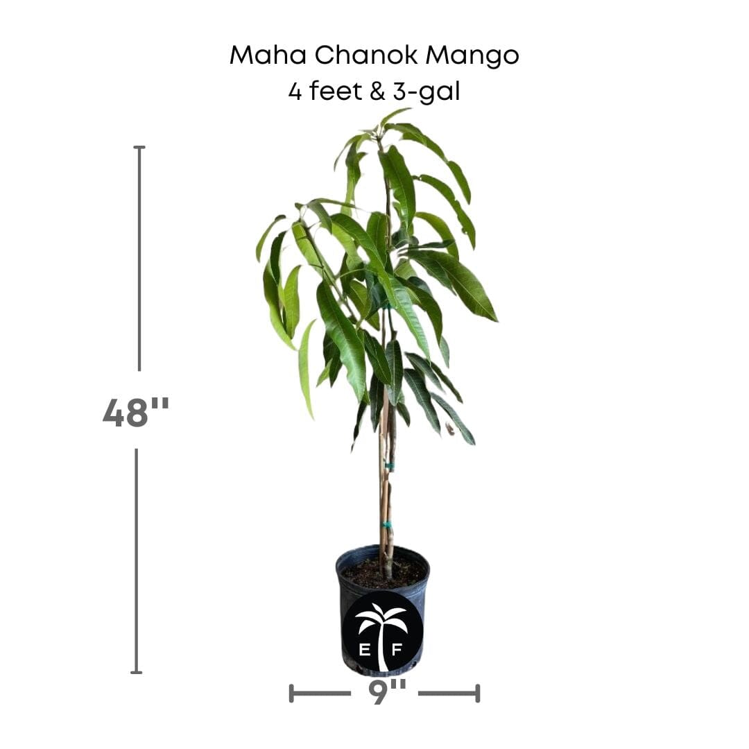 Maha Chanok Mango Tree, Grafted