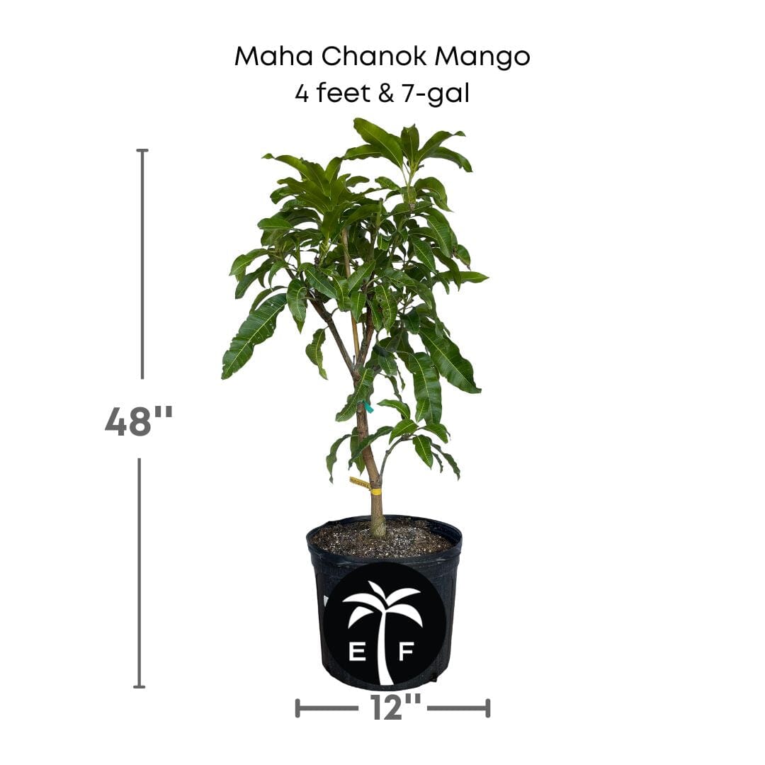 Maha Chanok Mango Tree, Grafted