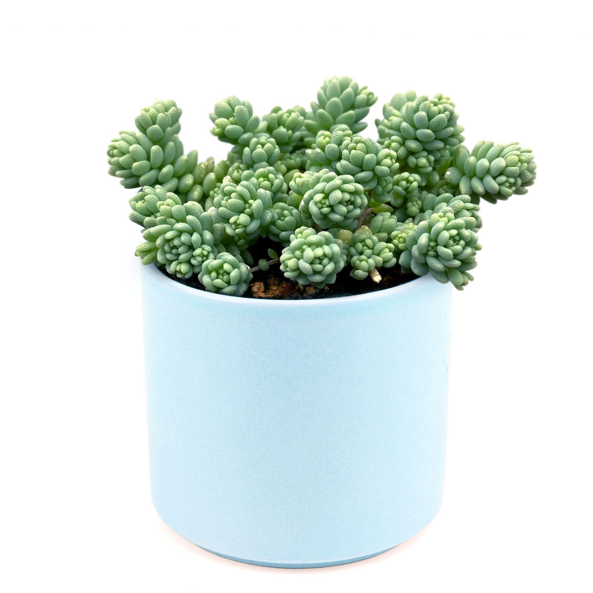 Sedum Major Succulent