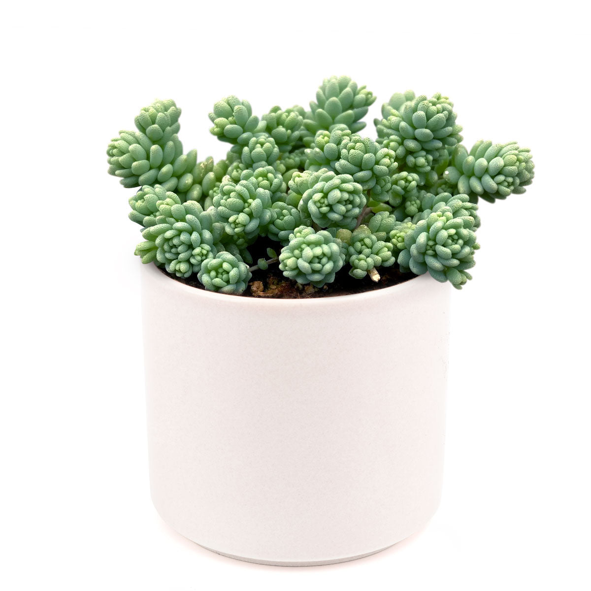 Sedum Major Succulent