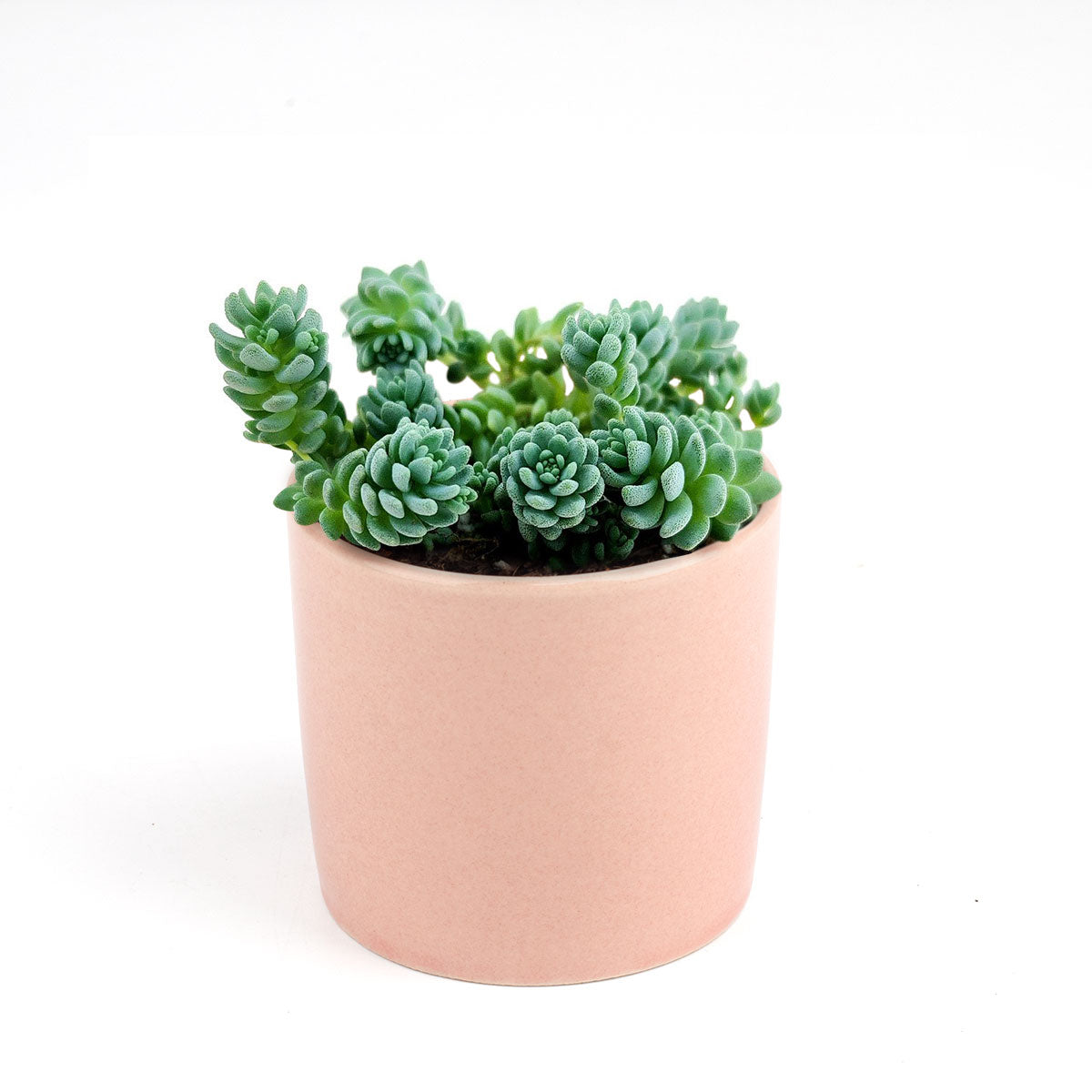 Sedum Major Succulent