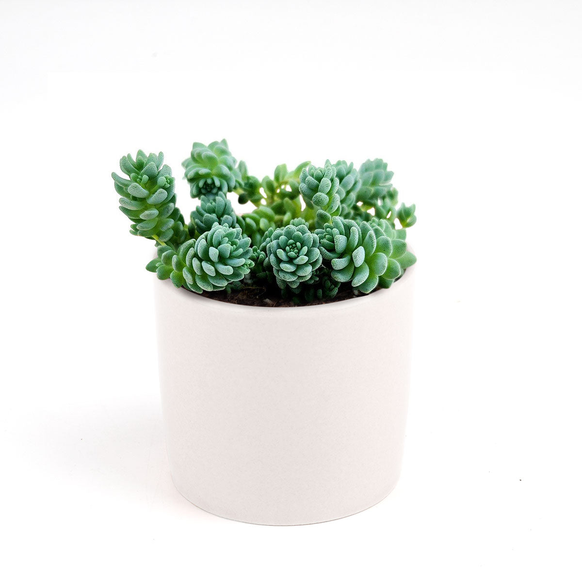 Sedum Major Succulent