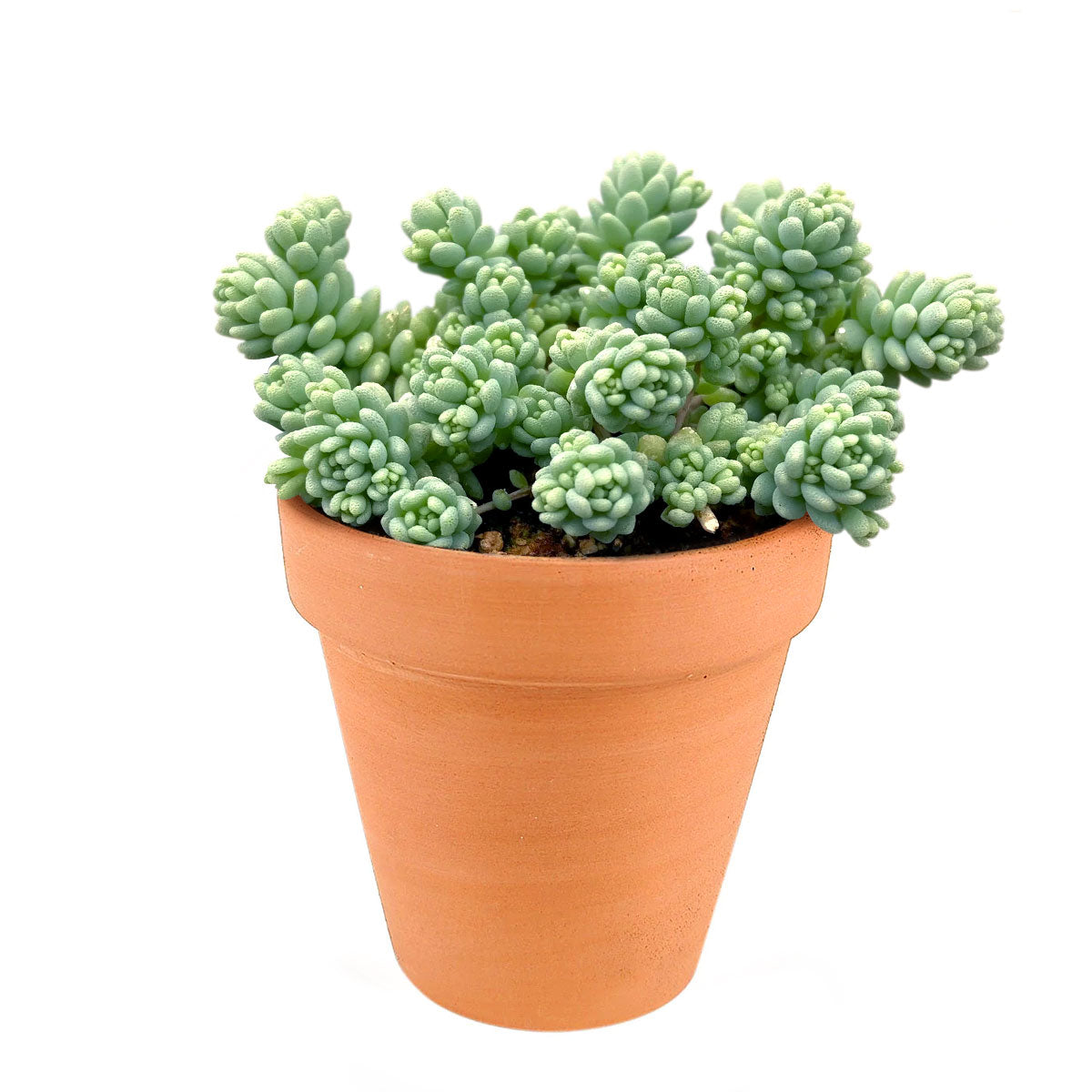 Sedum Major Succulent