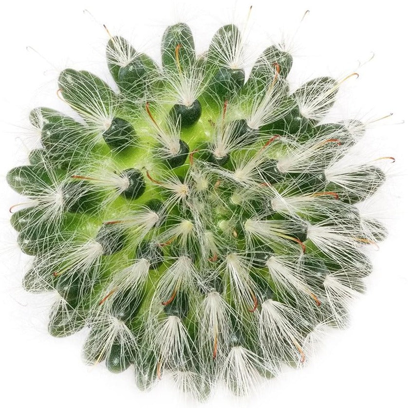 Powder Puff Cactus Mammillaria