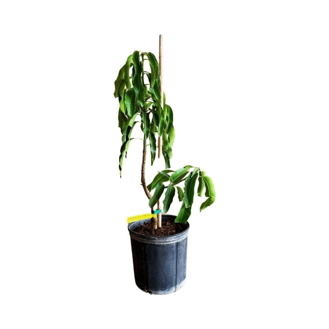 Cogshall Mango Tree Dwarf, Grafted