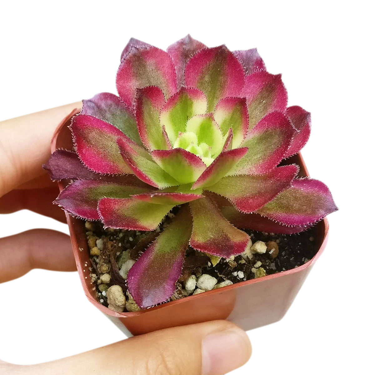 Aeonium Mardi Gras Rosettes