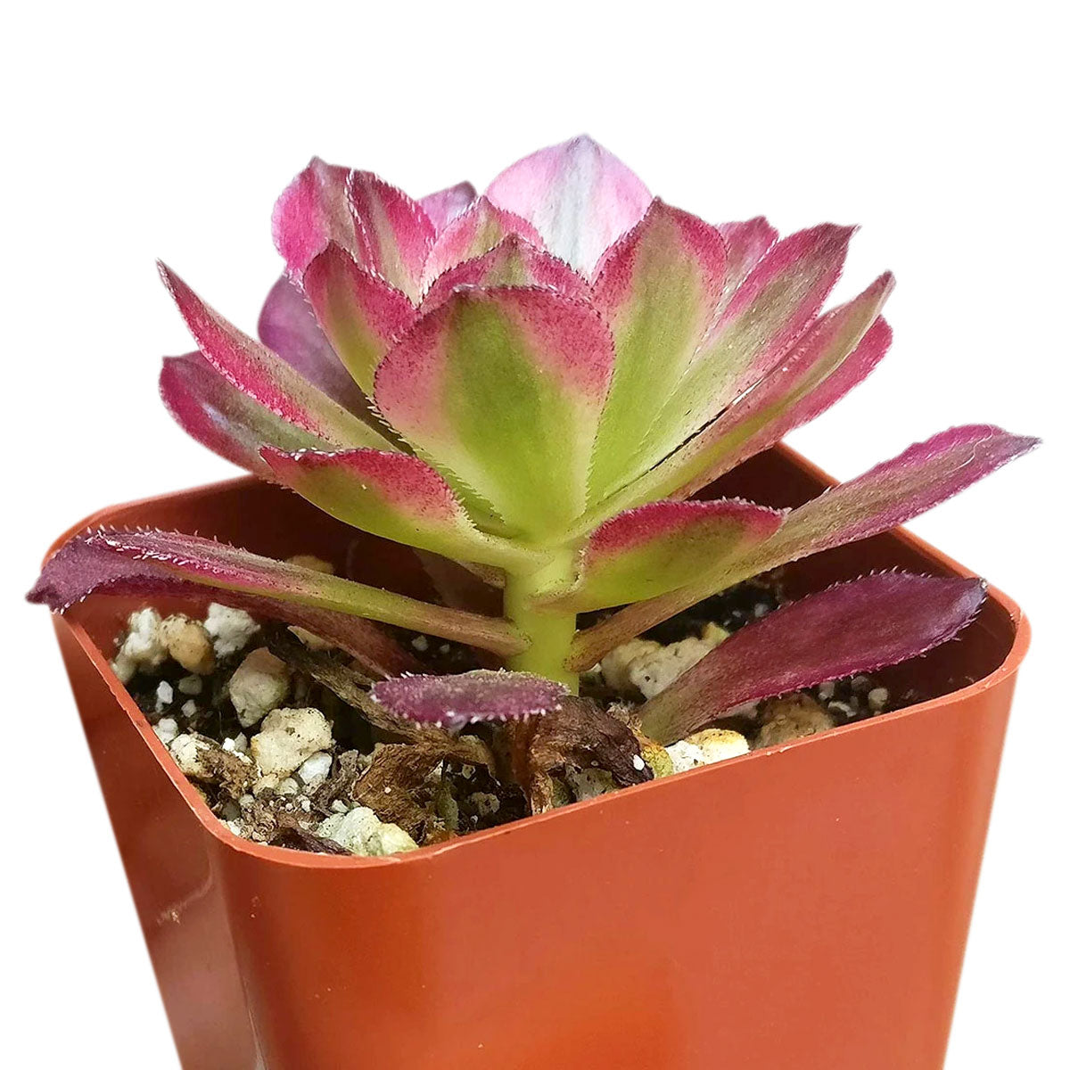 Aeonium Mardi Gras Rosettes