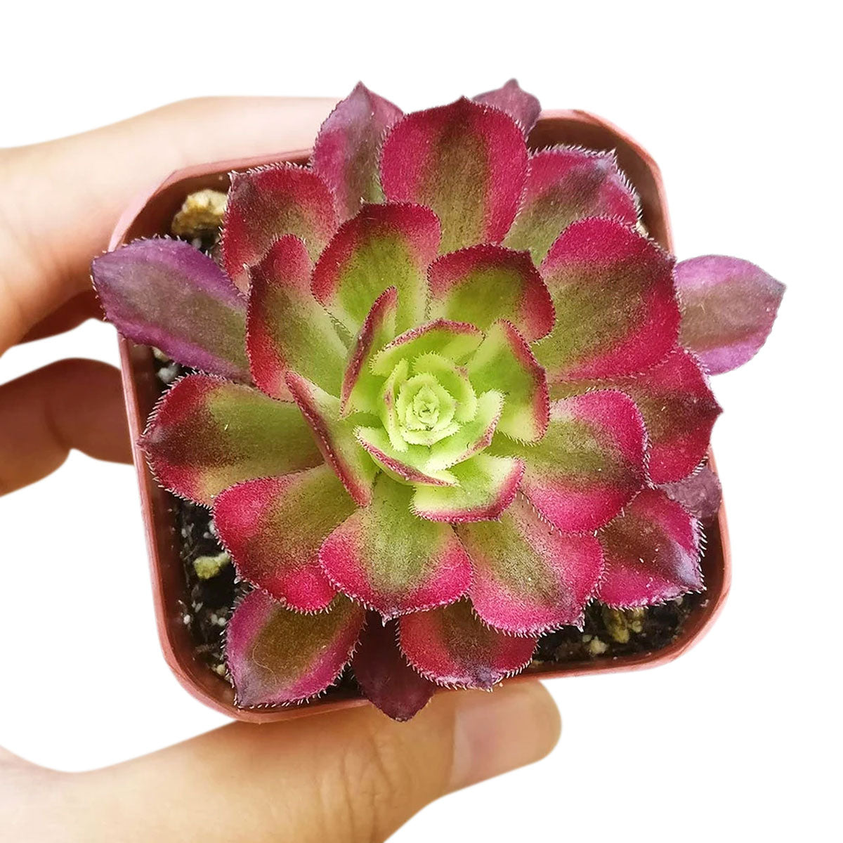 Aeonium Mardi Gras Rosettes