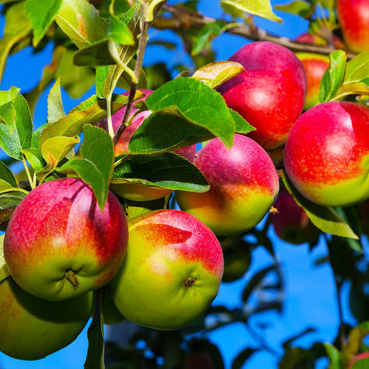 Apple Tree 'McIntosh' (Zones 3 to 7)