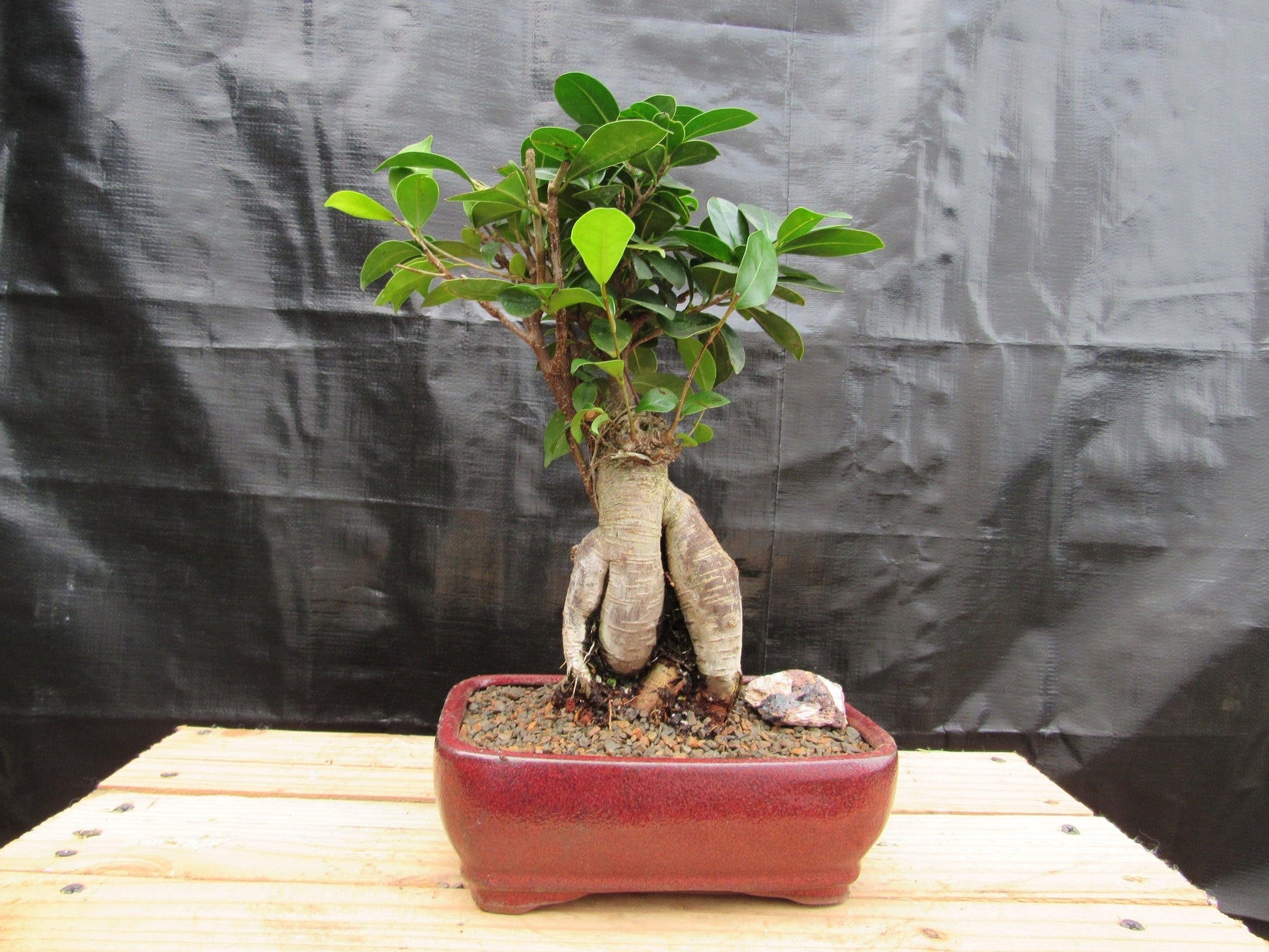 medium bonsai trees Medium Ginseng Bonsai Tree
