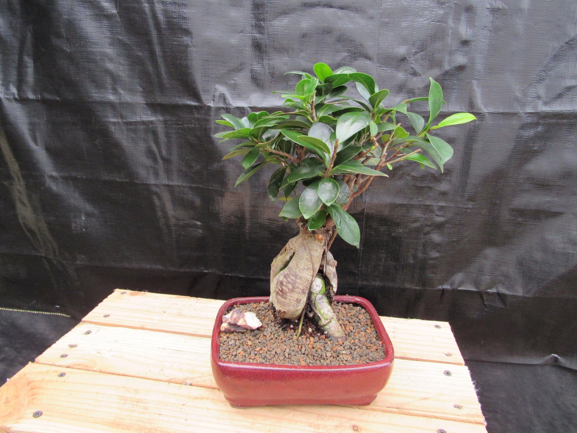 medium bonsai tree Medium Ginseng Bonsai Tree – Lovehopegrow