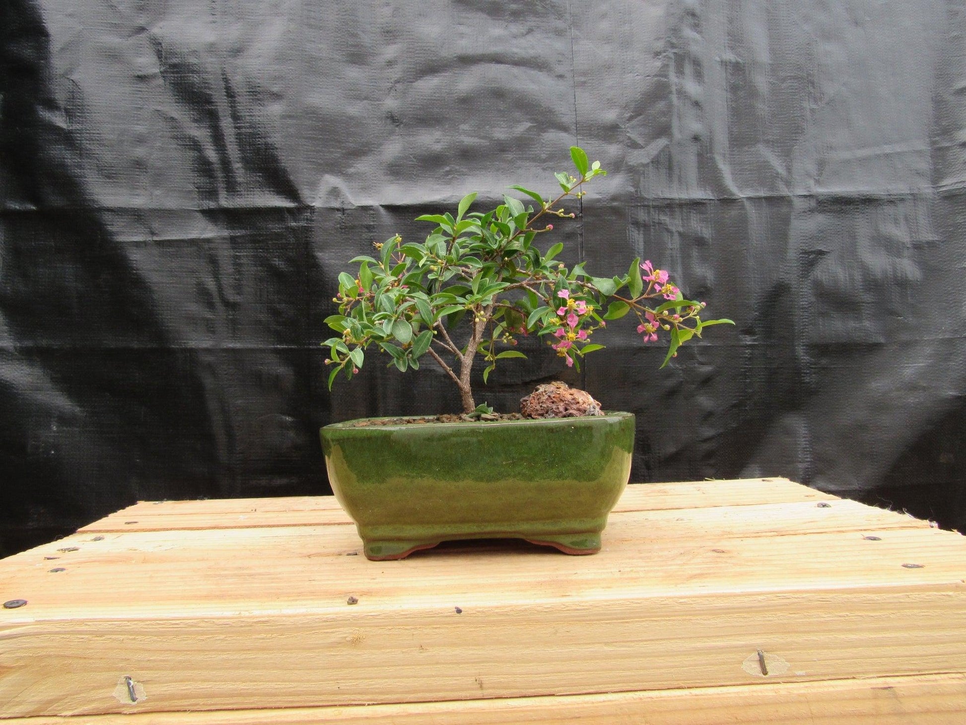 barbados cherry bonsai tree Medium Weeping Barbados Cherry Bonsai Tree – Lovehopegrow
