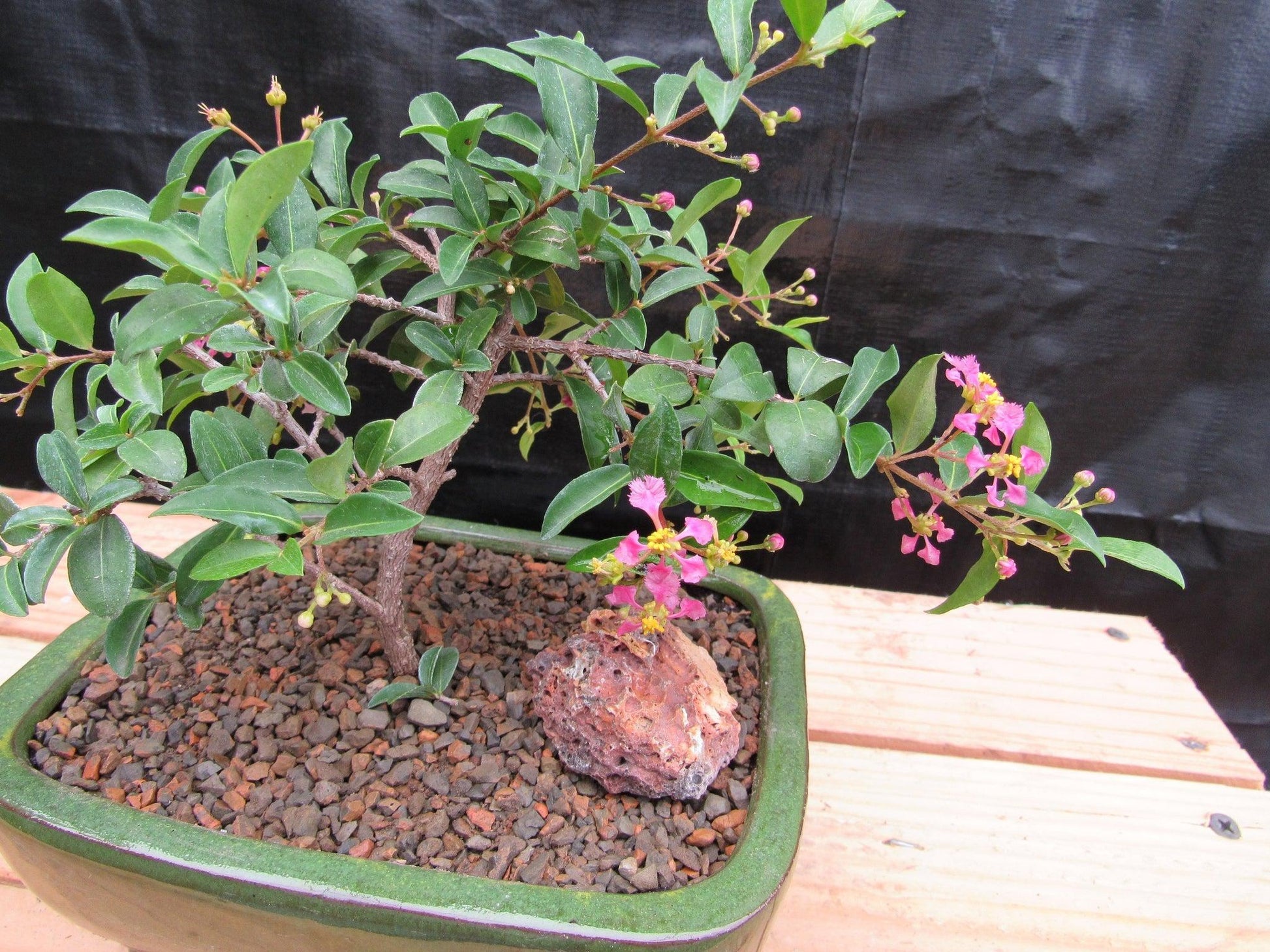 barbados cherry bonsai tree Medium Weeping Barbados Cherry Bonsai Tree – Lovehopegrow